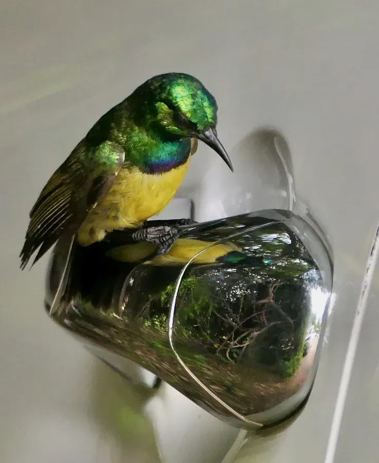 File:Collared Sunbird (Hedydipna collaris), male watching its reflection in a chrome-plated door handle.jpg