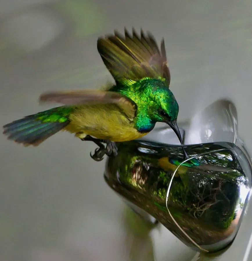 File:Collared Sunbird (Hedydipna collaris), male fighting its reflection in a chrome-plated door handle ... - 54154159197.jpg