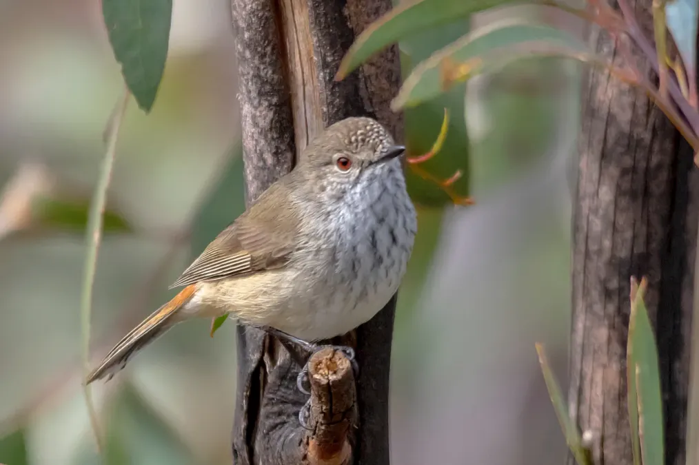 File:Acanthiza apicalis by Andrew Allen.jpg