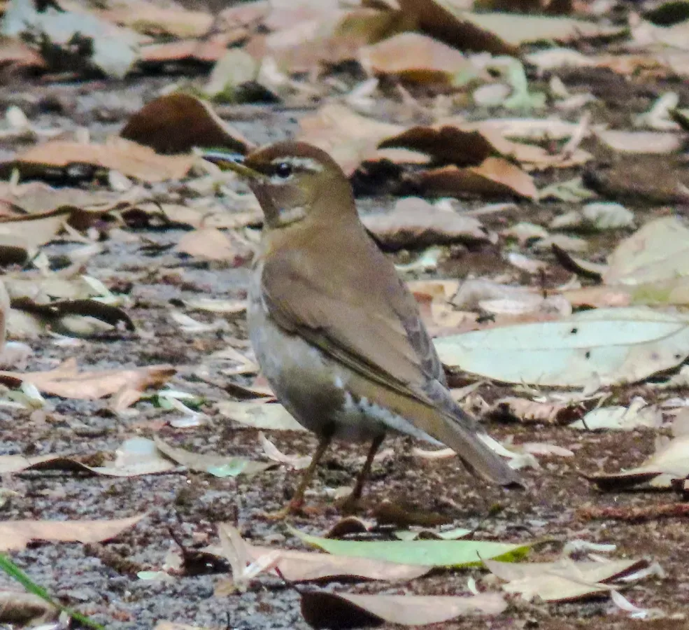File:Turdus feae 182169258.jpg