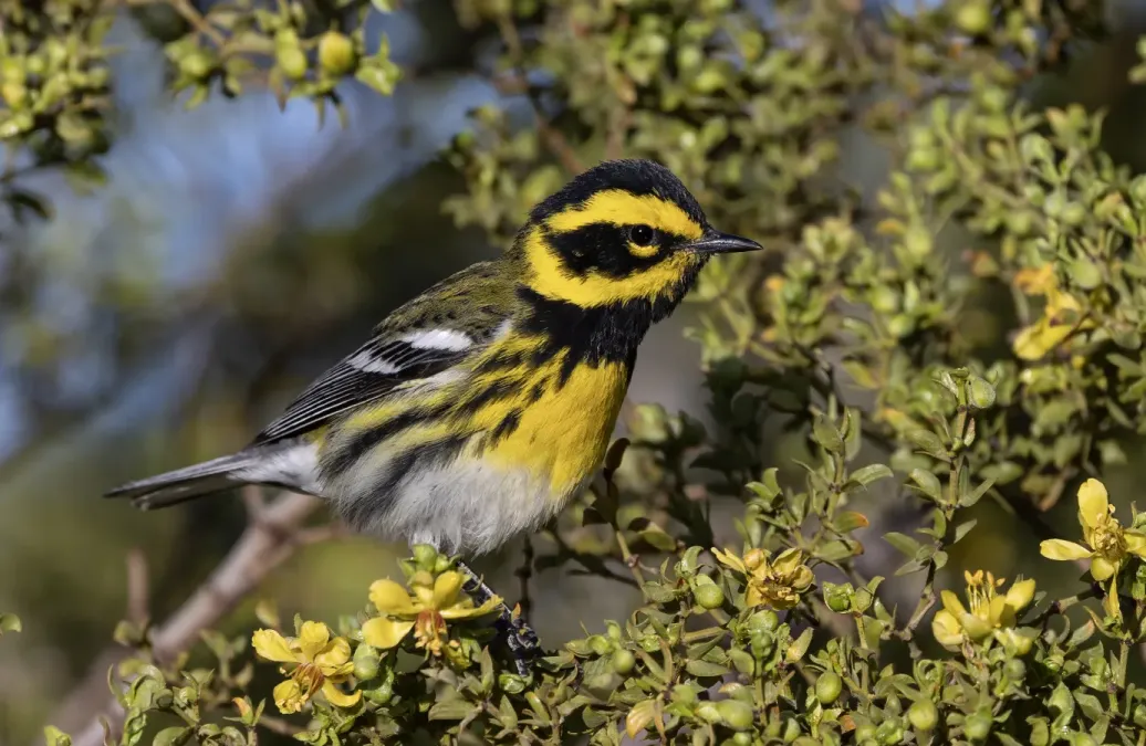 File:Townsend's warbler (Setophaga townsendi) foraging in an American Tarwort (Flourensia cernua) in Picacho Hills, Las Cruces, New Mexico, USA.jpg