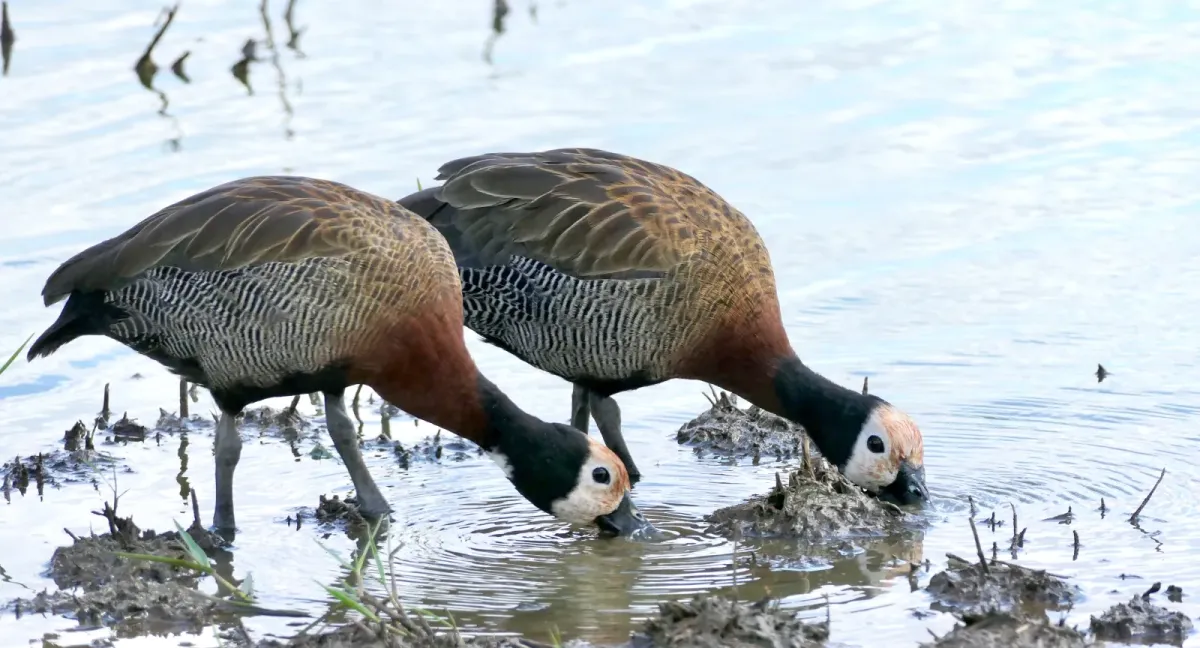 File:White-faced Whistling-Ducks (Dendrocygna viduata).jpg