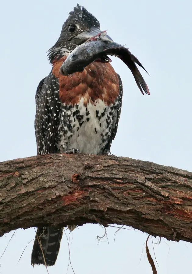 File:Giant Kingfisher (Megaceryle maxima), male holding a Tilapia ... - 54161880432.jpg