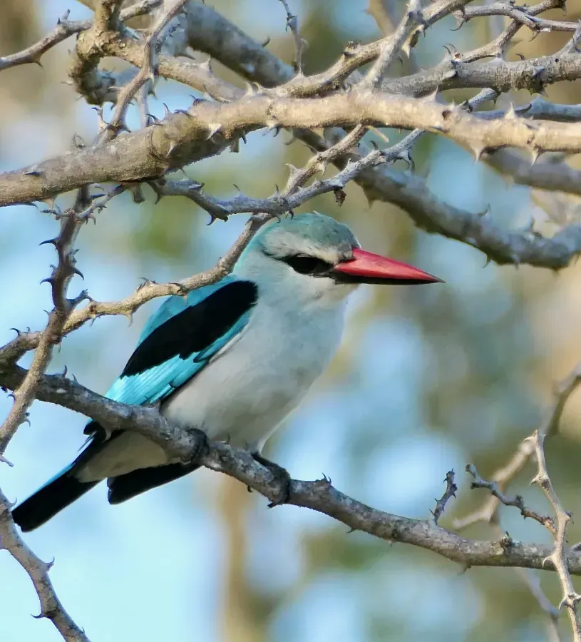 File:Woodland Kingfisher (Halcyon senegalensis) 2024-11-25.jpg