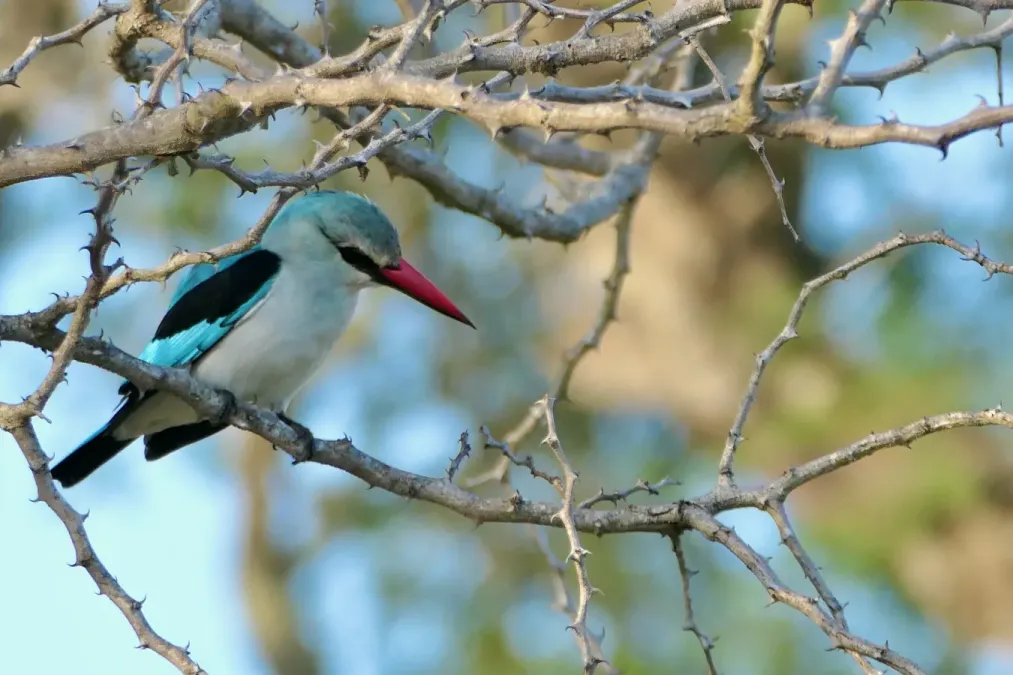 File:Woodland Kingfisher (Halcyon senegalensis) - 54163218440.jpg
