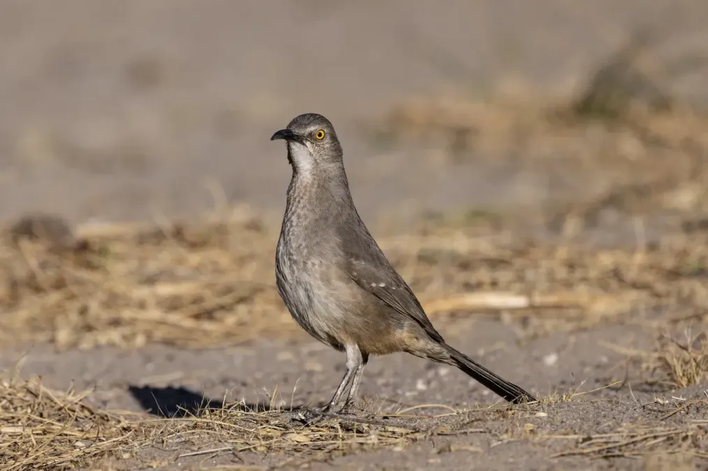 File:Curve-billed thrasher (Toxostoma curvirostre) in Picacho Hills, Las Cruces, New Mexico, USA.jpg