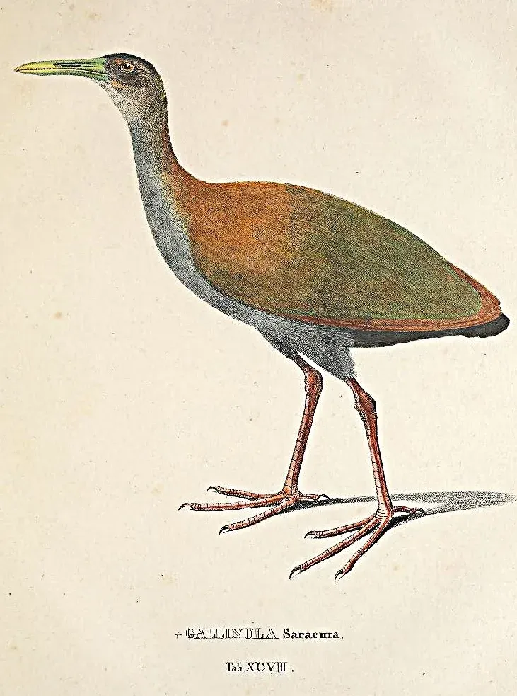 File:Aramides saracura Spix.jpg