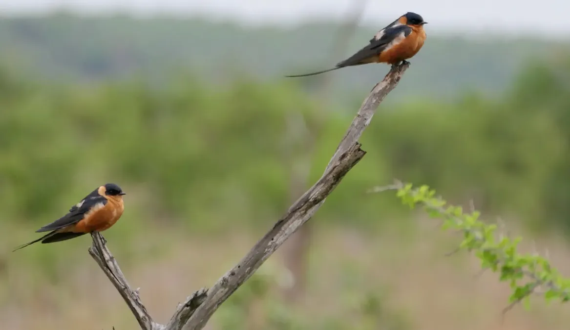 File:Rufous-chested Swallows (Cecropis semirufa).jpg