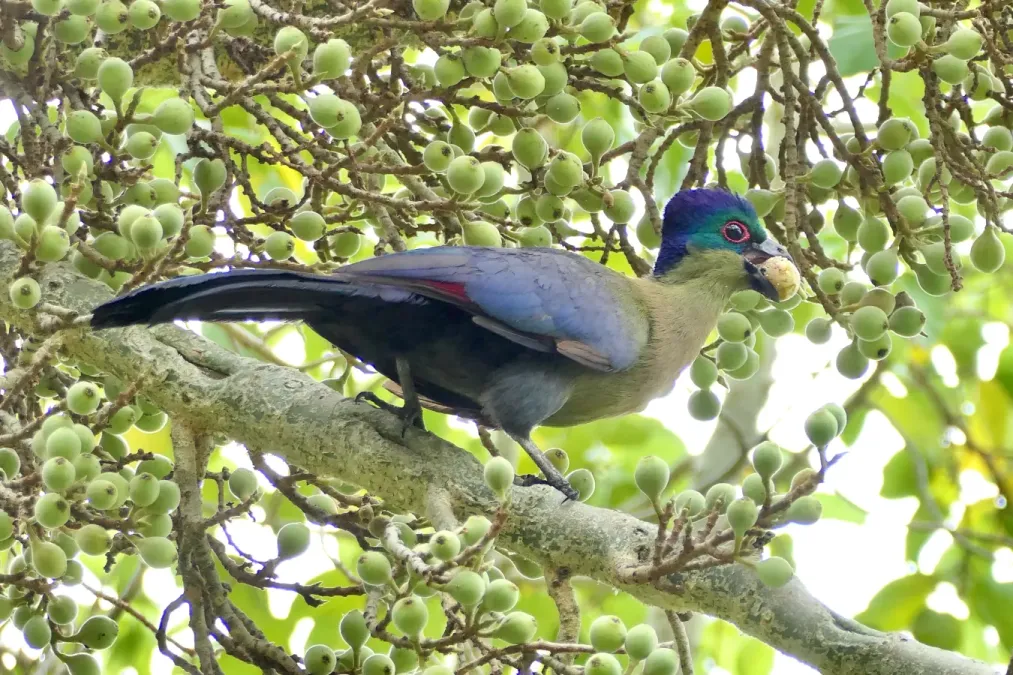 File:Purple-crested Turaco (Gallirex porphyreolophus) eating fig.jpg