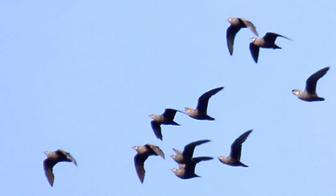 File:Yellow-throated Sandgrouse (Pterocles gutturalis) (46548092761), crop.jpg