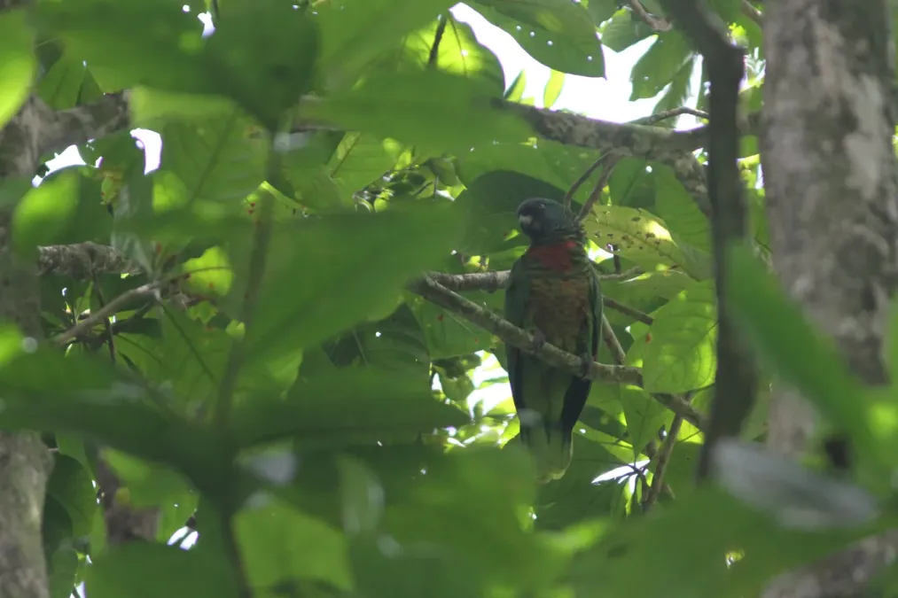 File:Stlpar1 Amazona versicolor St. Lucia Parrot.jpg