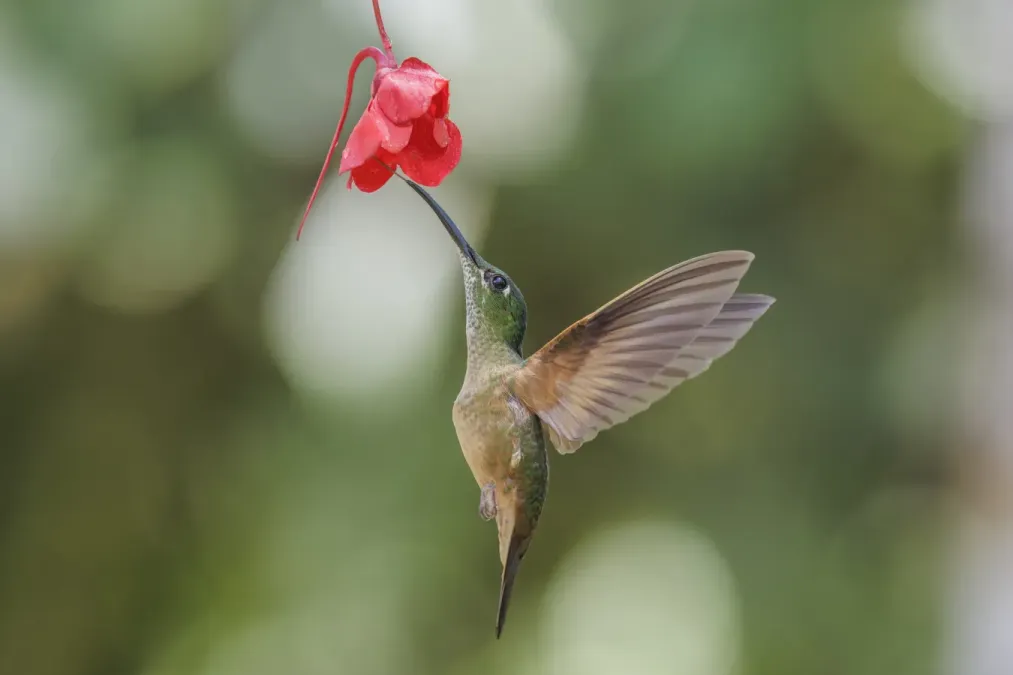 File:Fawn-breasted brilliant (Heliodoxa rubinoides aequatorialis) in flight Paz de las Aves.jpg