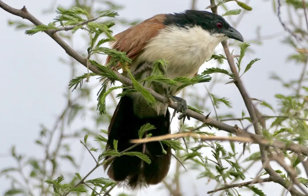 File:Burchell's Coucal (Centropus burchellii) 2024-11-28.jpg