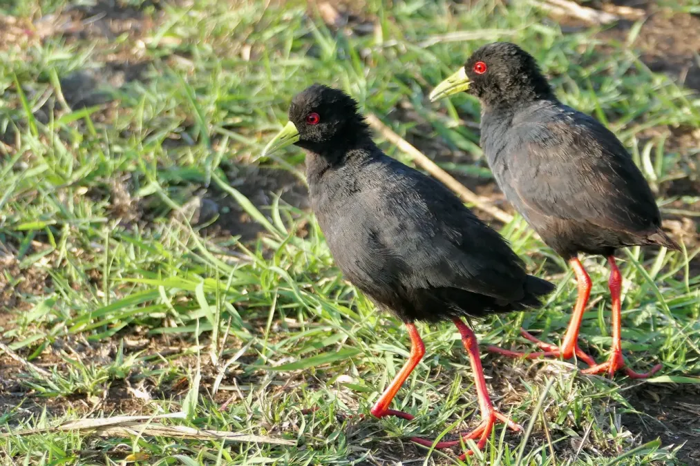 File:Black Crakes (Zapornia flavirostra) pair.jpg