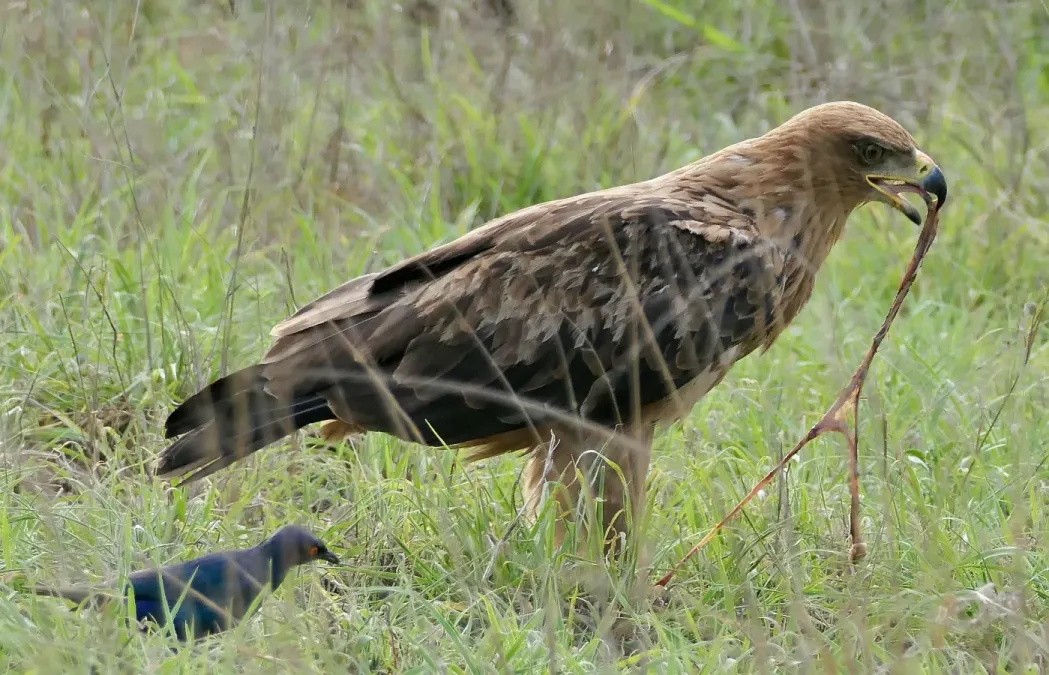 File:Tawny Eagle (Aquila rapax) eating some remains.jpg