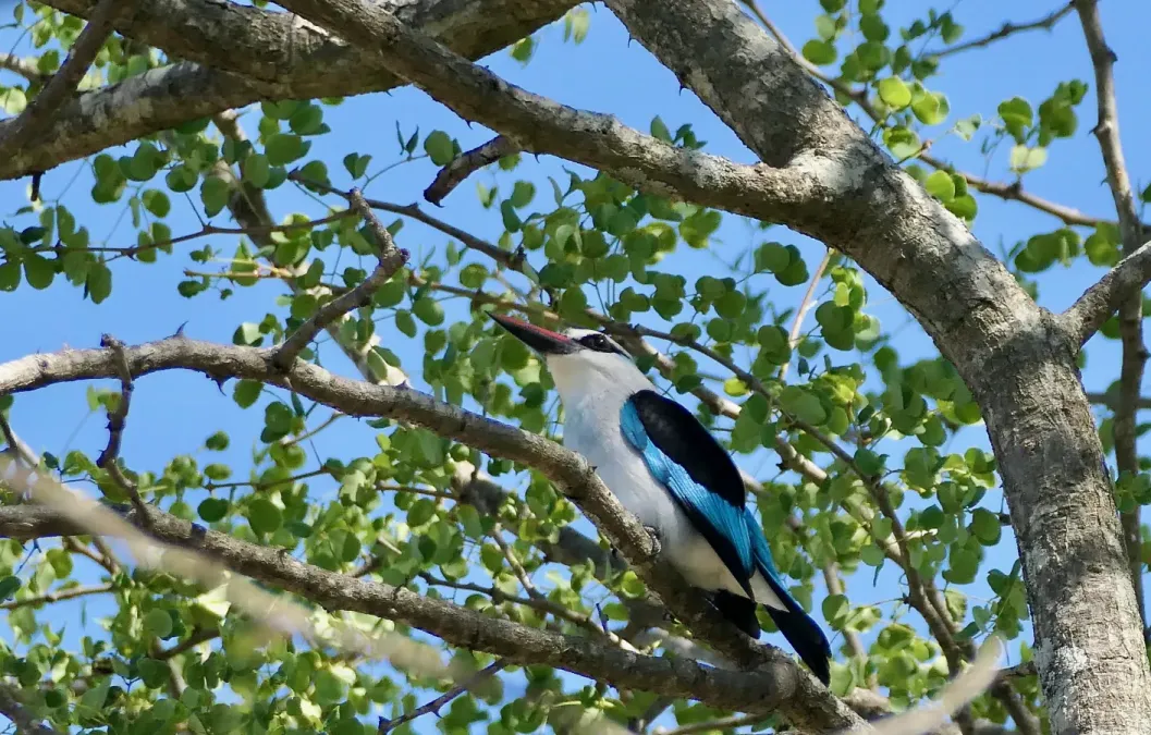 File:Woodland Kingfisher (Halcyon senegalensis) 2024-11-30.jpg