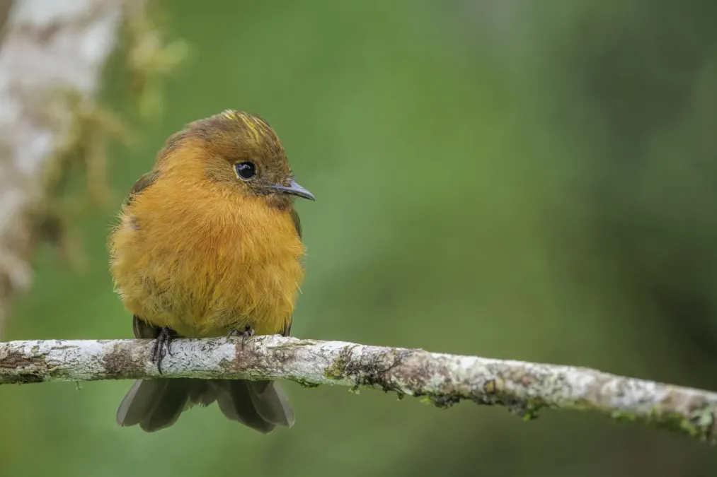 File:Cinnamon flycatcher (Pyrrhomyias cinnamomeus pyrrhopterus) San Isidro.jpg