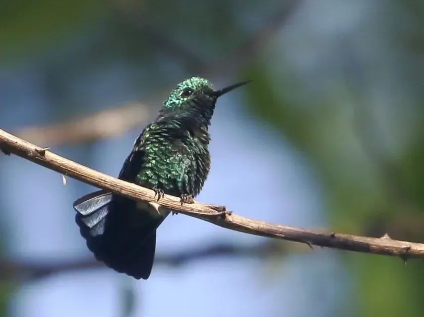 File:Chlorostilbon mellisugus phoeopygus - Blue-tailes Emerald; Rio Branco, Acre, Brazil.jpg