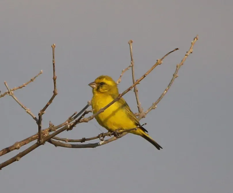 File:Crithagra mozambica ssp. vansoni by tjeales on iNat June 29 2023.jpg