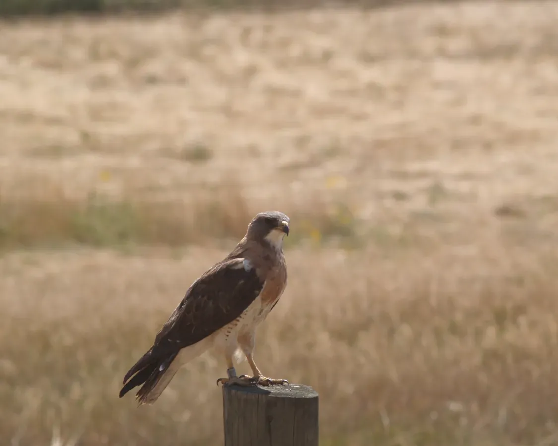File:Buteo swainsoni Colorado.jpg