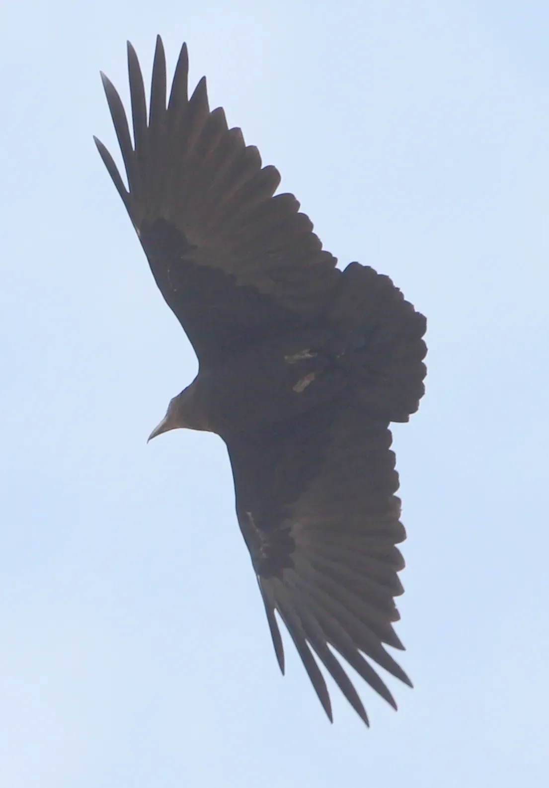 File:Corvus rhipidurus 117470531.jpg