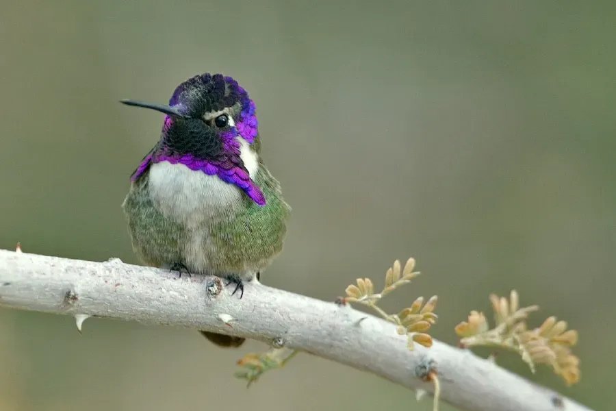 File:Calypte costae.jpg