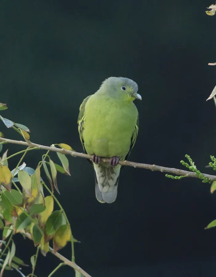 File:Grey-fronted green pigeon (Treron affinis) (31444).jpg