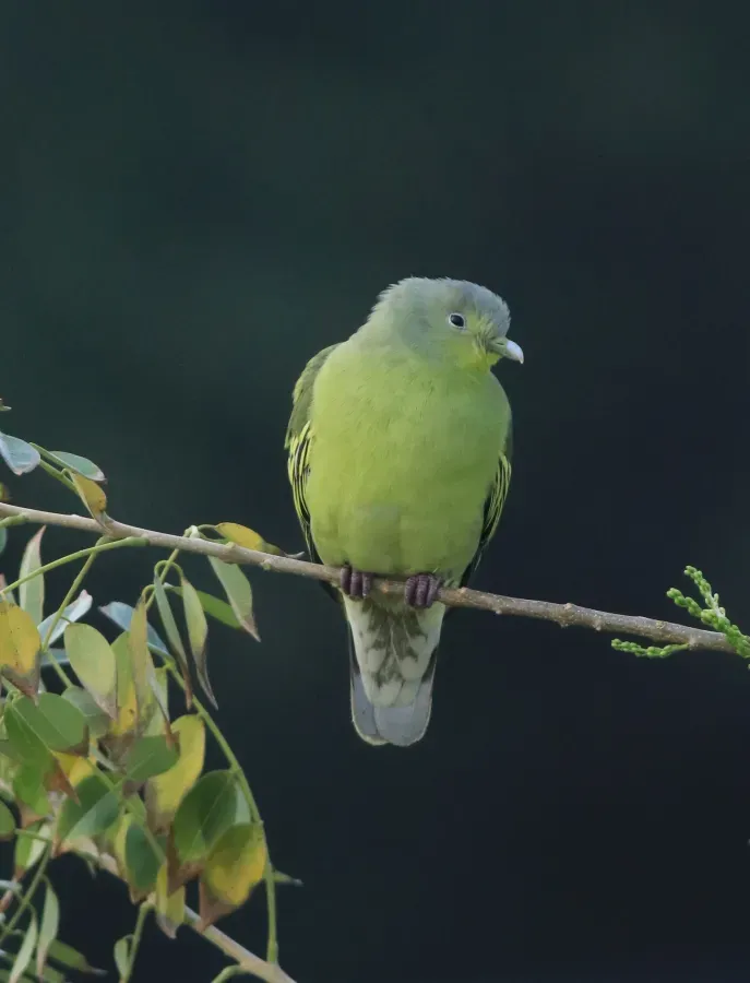 File:Grey-fronted green pigeon (Treron affinis) (39616).jpg