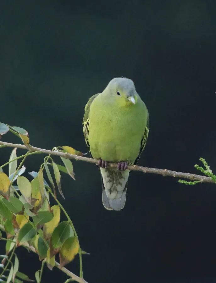 File:Grey-fronted green pigeon (Treron affinis) (88527).jpg