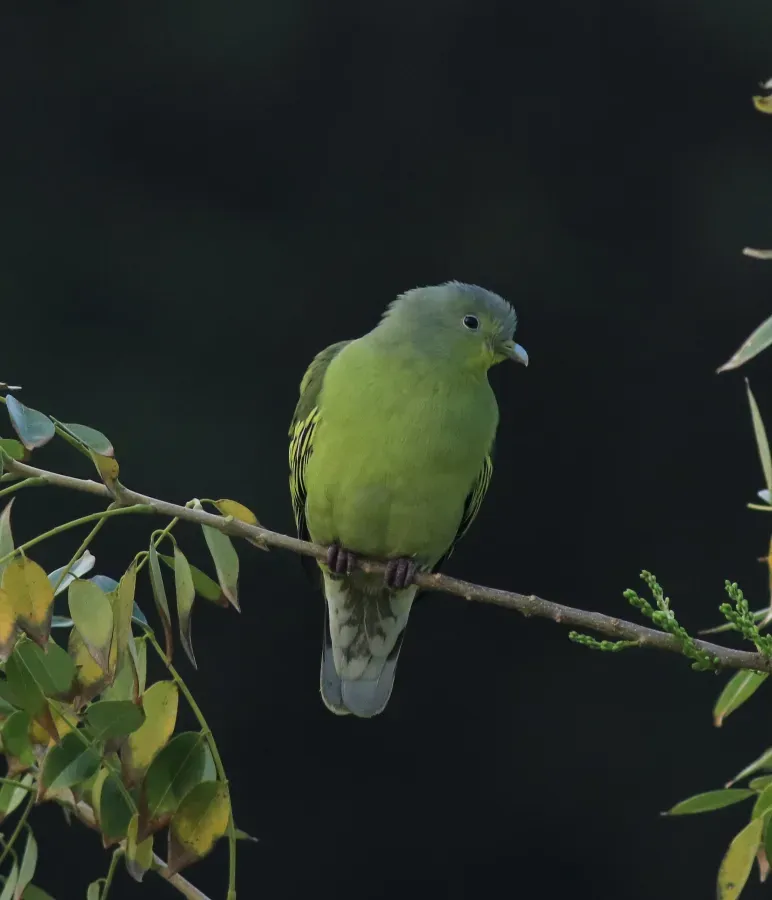 File:Grey-fronted green pigeon (Treron affinis) (42454).jpg