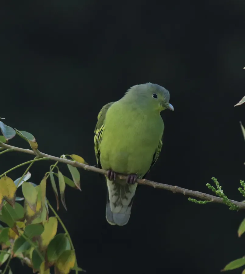 File:Grey-fronted green pigeon (Treron affinis) (64773).jpg