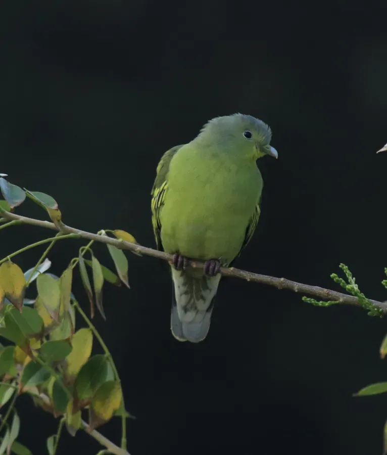 File:Grey-fronted green pigeon (Treron affinis) (62735).jpg