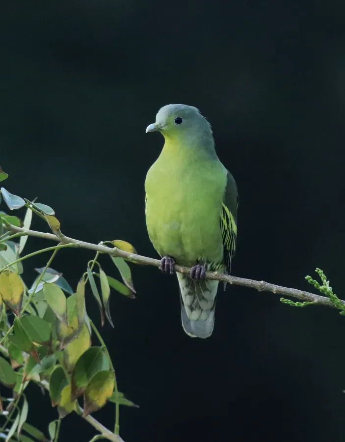 File:Grey-fronted green pigeon (Treron affinis) (21206).jpg