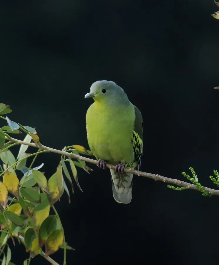 File:Grey-fronted green pigeon (Treron affinis) (50451).jpg