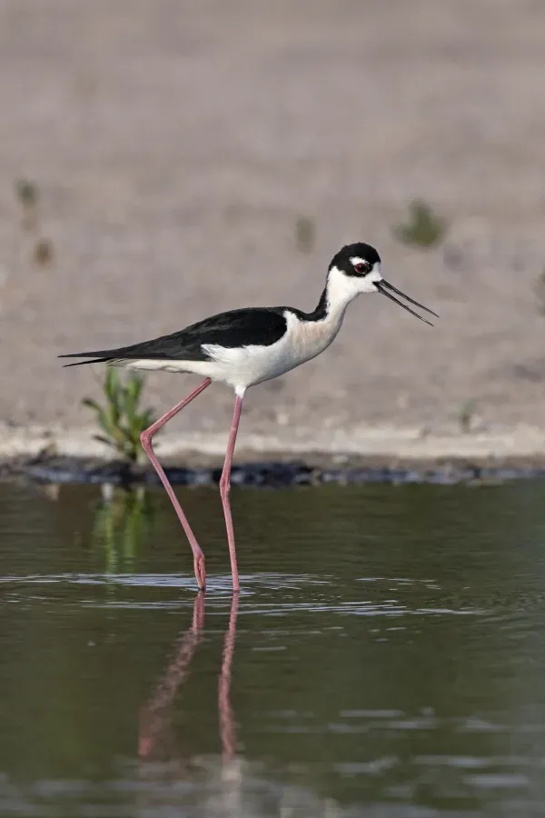 File:Black-necked stilt (Himantopus mexicanus) in the Rio Grande River, Mesilla Valley, Las Cruces, New Mexico, USA.jpg