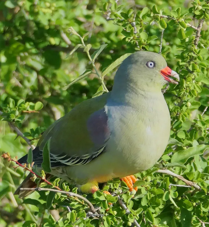File:African Green-Pigeon (Treron calvus) 2024-12-01.jpg
