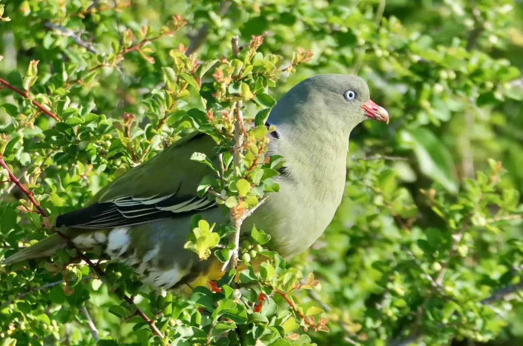 File:African Green-Pigeon (Treron calvus) - 54489519555.jpg