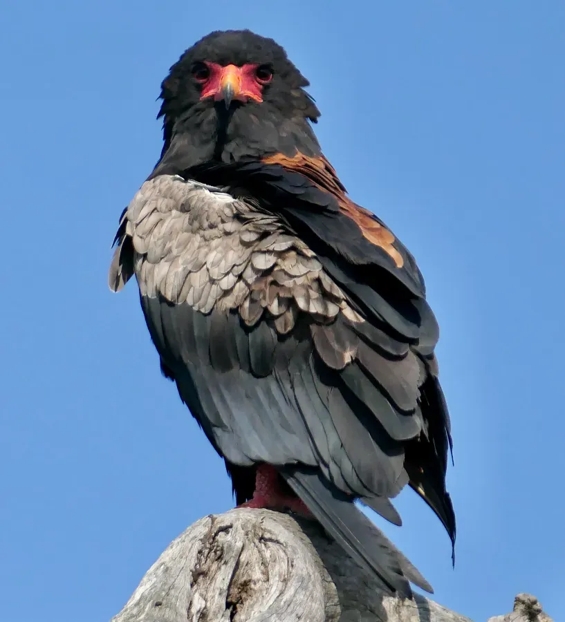 File:Bateleur (Terathopius ecaudatus) male.jpg
