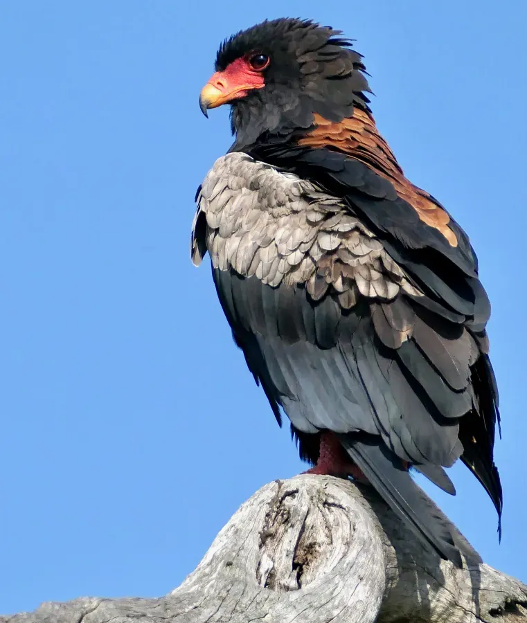 File:Bateleur (Terathopius ecaudatus) male ... - 54493360573.jpg