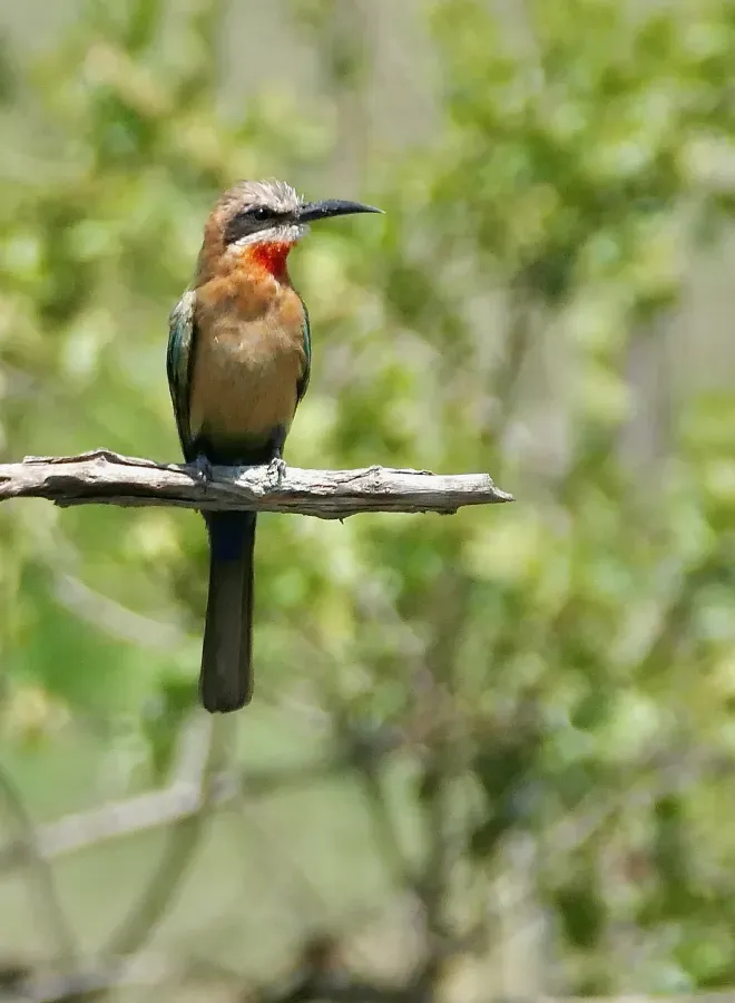 File:White-fronted Bee-Eater (Merops bullockoides) 2024-12-04.jpg
