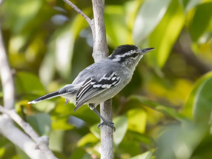 File:Herpsilochmus pileatus Bahia Antwren; Parque Nacional Pau Brasil, Porto Seguro, Bahia, Brazil.jpg