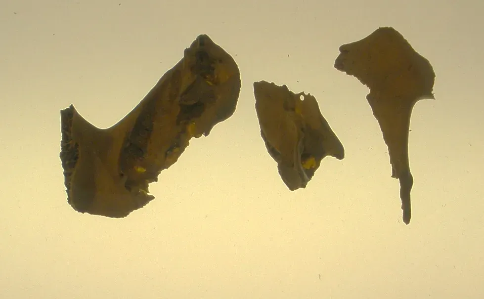 File:Lophopsittacus mauritianus - mandible fragments.jpg