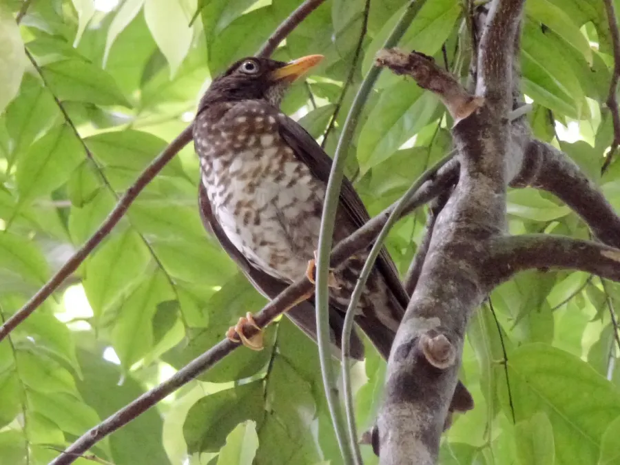 File:Turdus xanthorhynchus, Príncipe 2.jpg