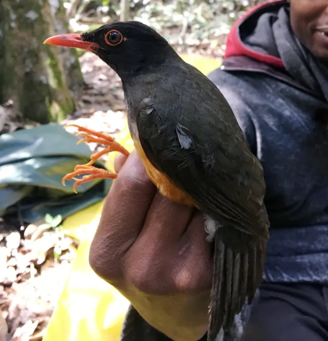 File:Turdus helleri, Taita Hills, Kenya 1.jpg