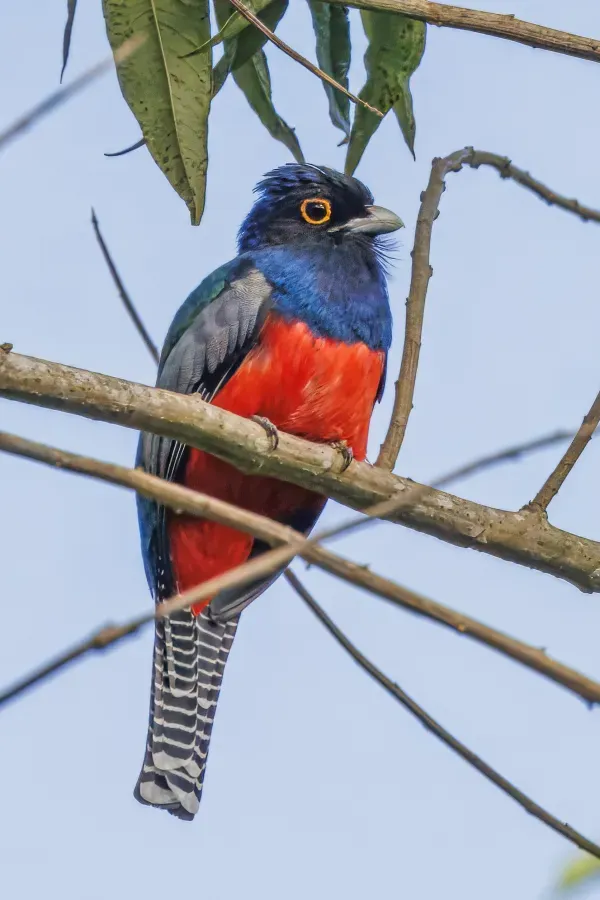 File:Blue-crowned trogon (Trogon curucui peruvianus) male Sumaco.jpg