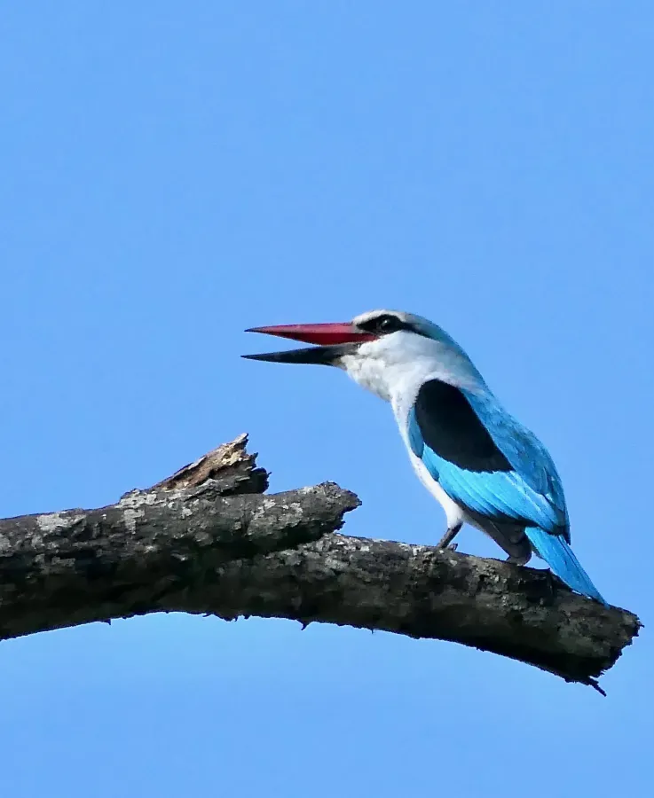 File:Woodland Kingfisher (Halcyon senegalensis) calling.jpg