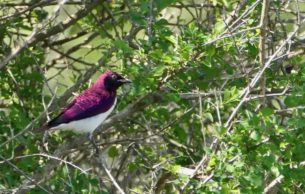 File:Violet-backed Starling (Cinnyricinclus leucogaster) male.jpg