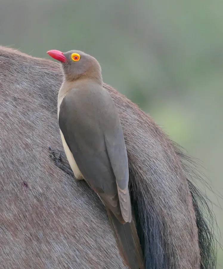 File:Red-billed Oxpecker (Buphagus erythroryncha) on wildebeest rump.jpg