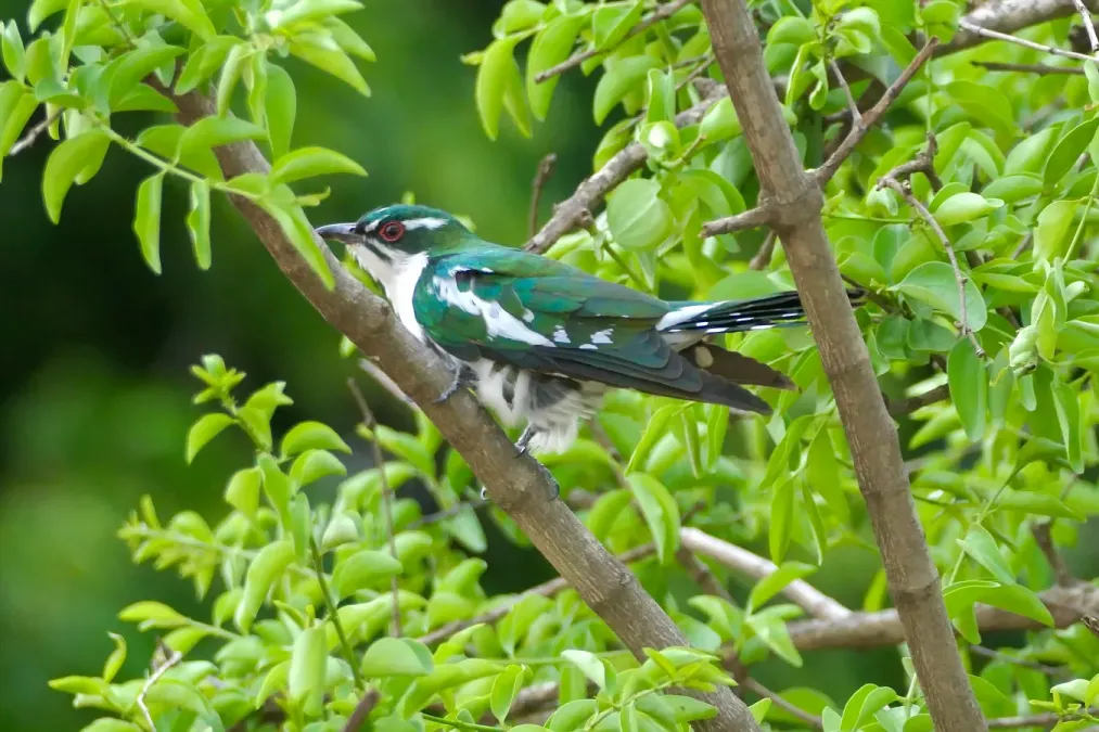 File:Diederik Cuckoo (Chrysococcyx caprius) male ... 2024-12-07.jpg