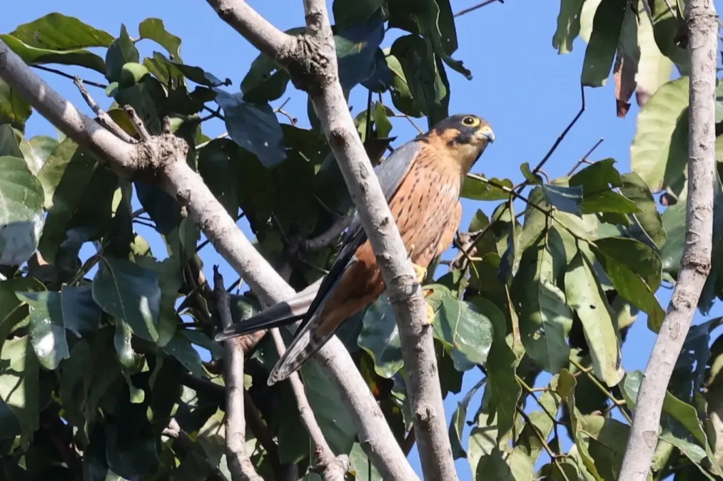 File:Falco cuvierii 242928271.jpg